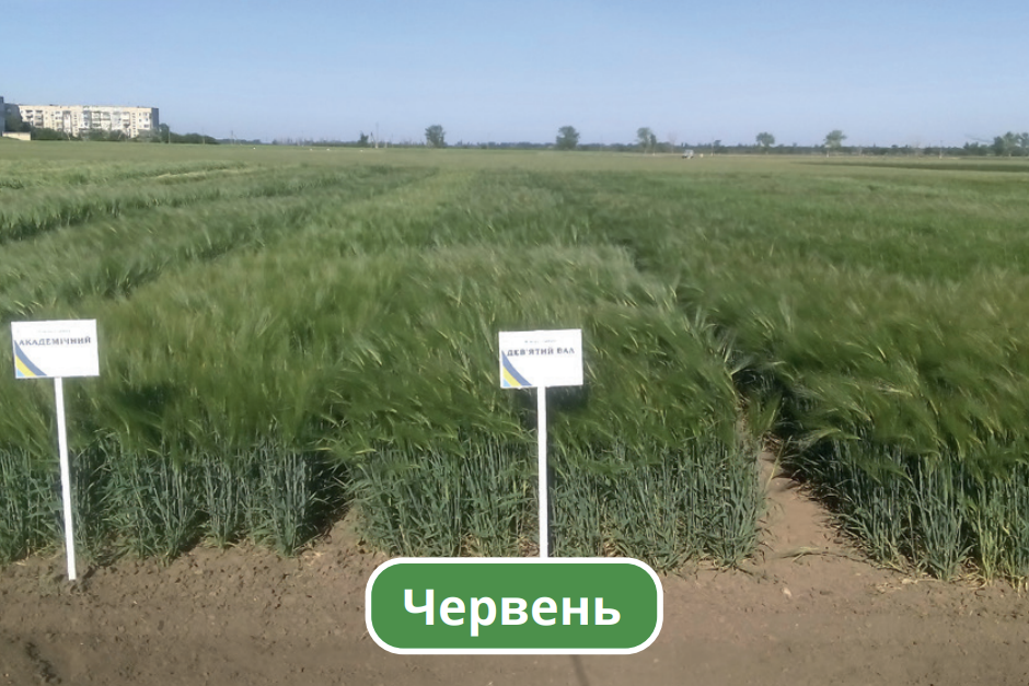 Червень
